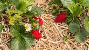 Do’s and don’ts for buying used pickup trucks