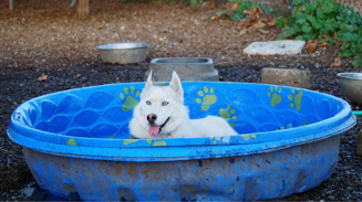 Do’s and don’ts for buying used pickup trucks