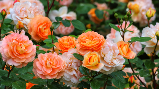 Do’s and don’ts for buying used pickup trucks