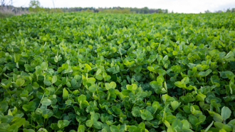 Do’s and don’ts for buying used pickup trucks