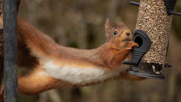 Do’s and don’ts for buying used pickup trucks