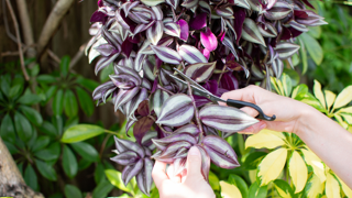 Do’s and don’ts for buying used pickup trucks