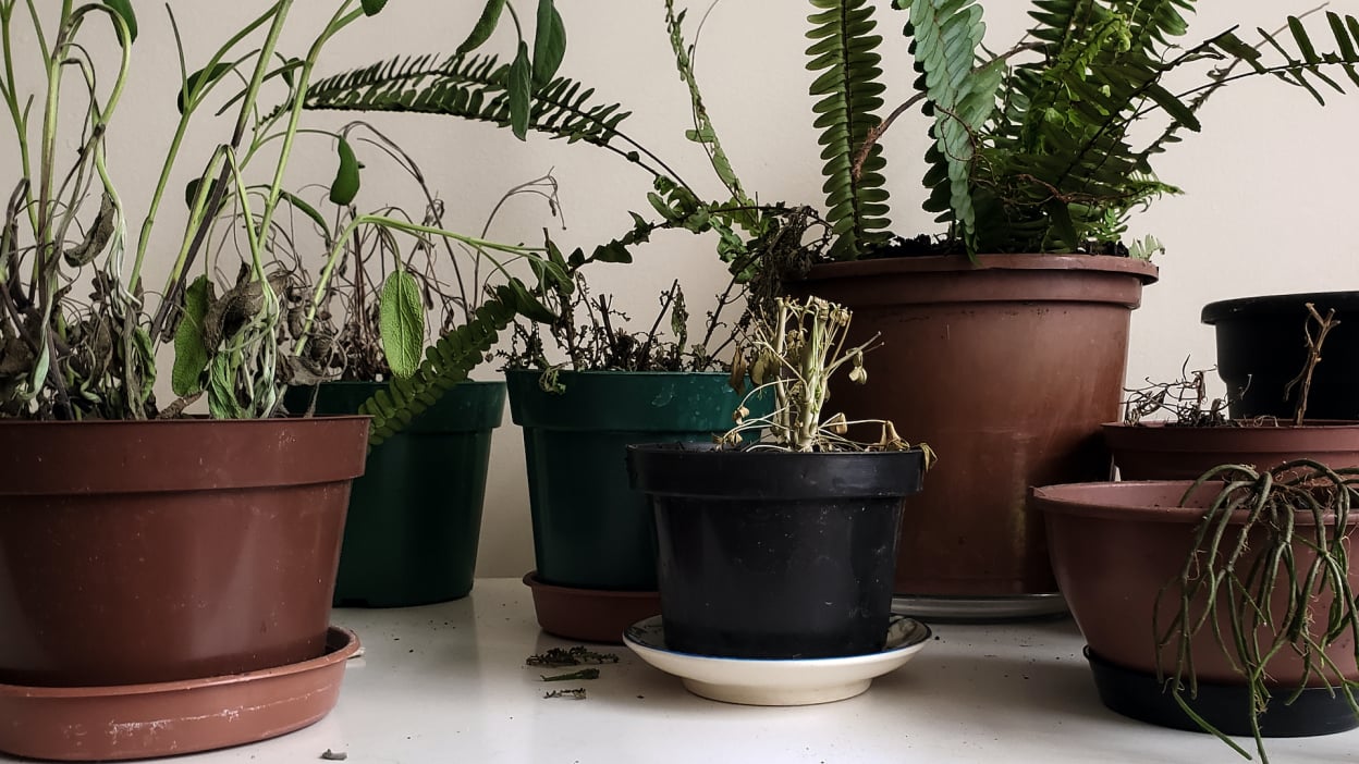 Do’s and don’ts for buying used pickup trucks