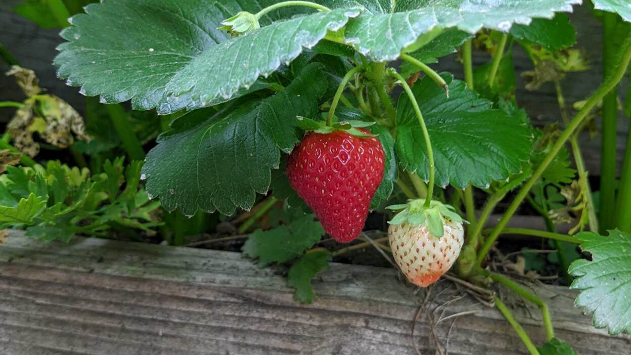 Do’s and don’ts for buying used pickup trucks