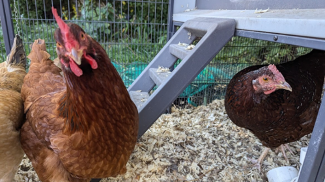 Do’s and don’ts for buying used pickup trucks