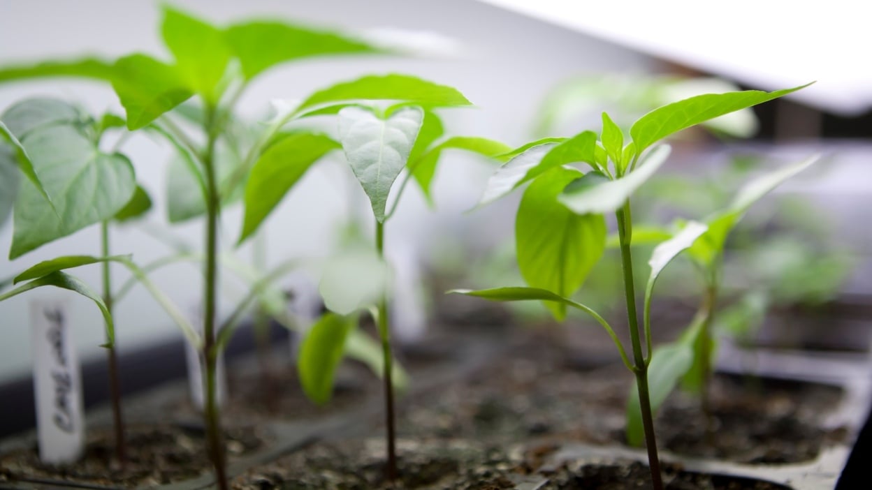 Do’s and don’ts for buying used pickup trucks