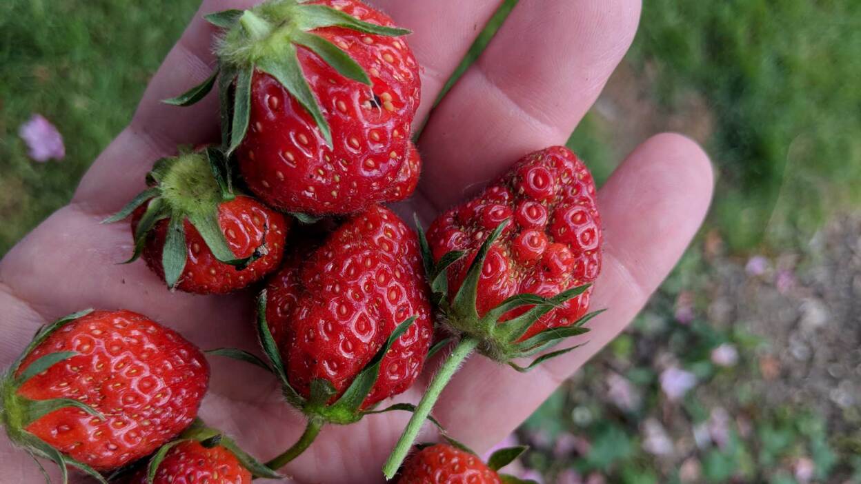 Do’s and don’ts for buying used pickup trucks