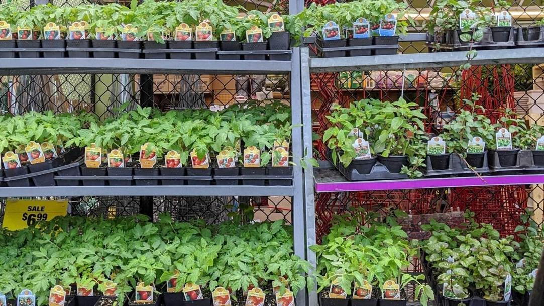 Do’s and don’ts for buying used pickup trucks