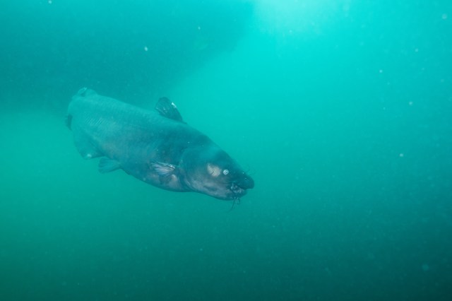 Do’s and don’ts for buying used pickup trucks