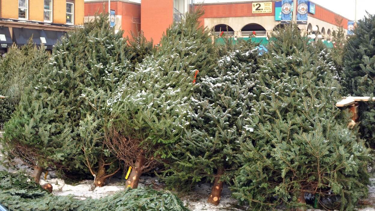 Do’s and don’ts for buying used pickup trucks