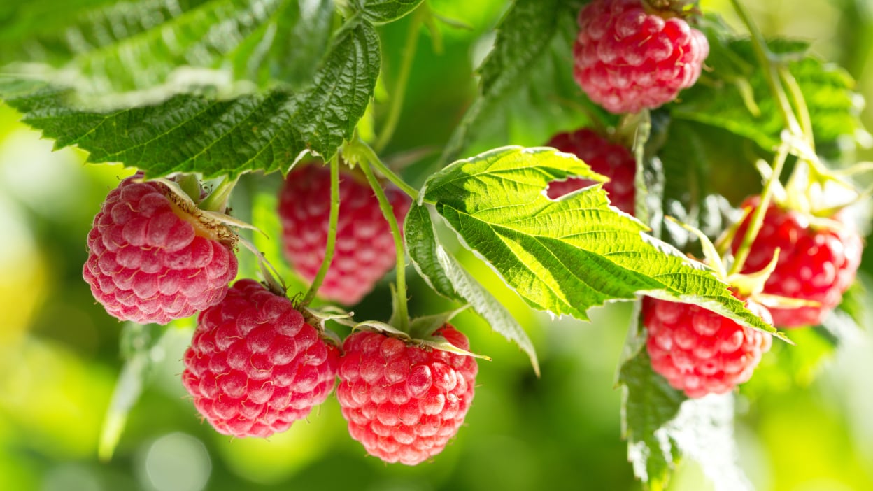 Do’s and don’ts for buying used pickup trucks